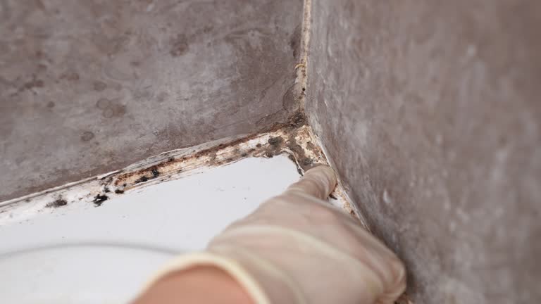 Mold Removal for HVAC Installations in Dickson, OK